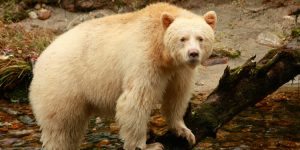 sherry-kirkvold_kermode-bear2